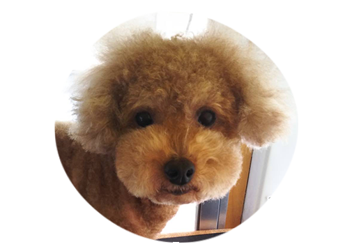 「箱・ドック」は、専用ワゴン車でご自宅へ出向き
愛犬のシャンプーやカットを行う移動型ペットサロンです