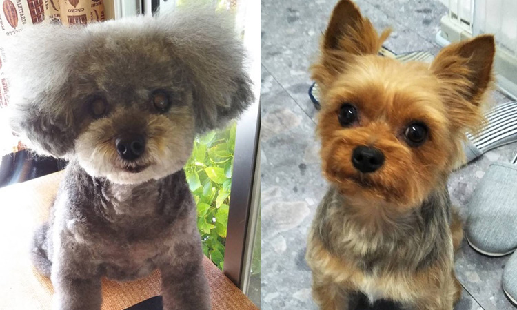 トリミング犬種